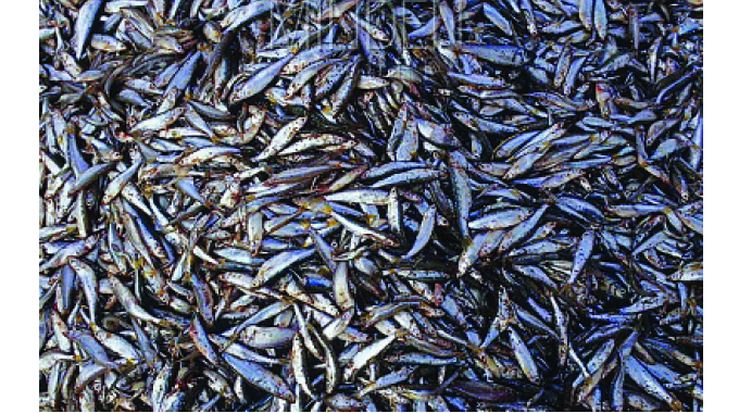 Zimbabwe, Zambia collaborate to replenish Kapenta stocks