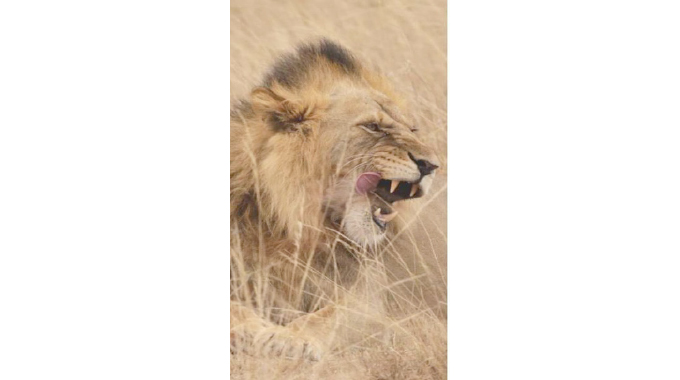 Ndebele warriors’ ‘ibhonga’ test