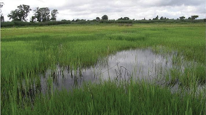 Public called to protect wetlands