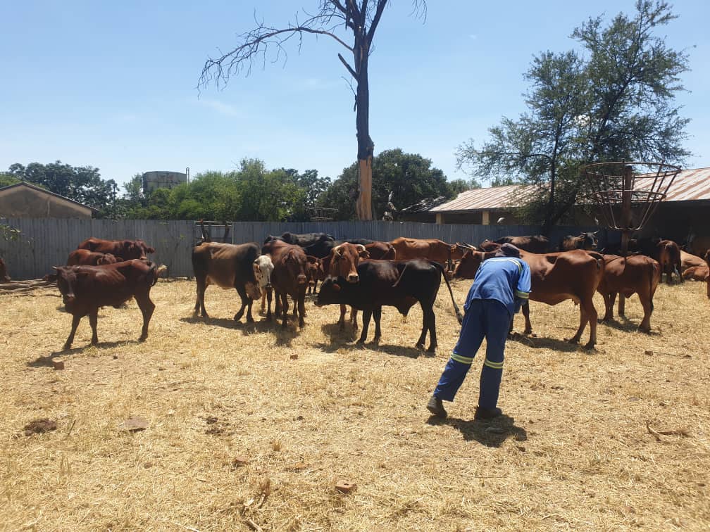 Plumtree town intensifies impounding stray animals