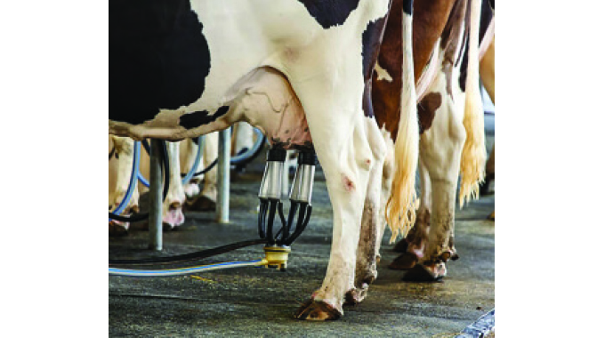 Hemolactia in your herd, causes and treatment
