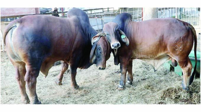 How to raise a US$50 000 bull