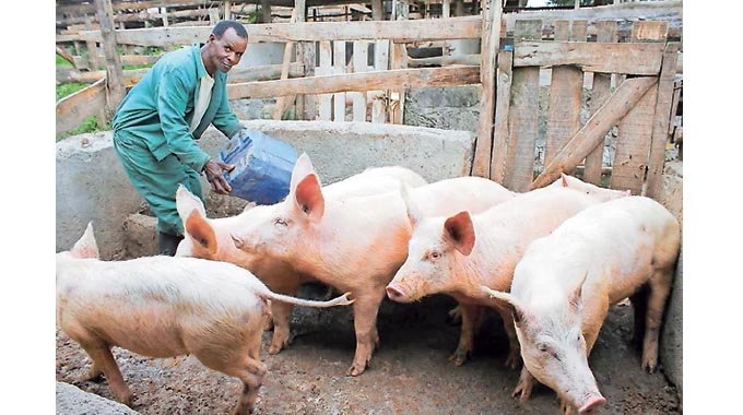 Understanding pig production system in communal areas