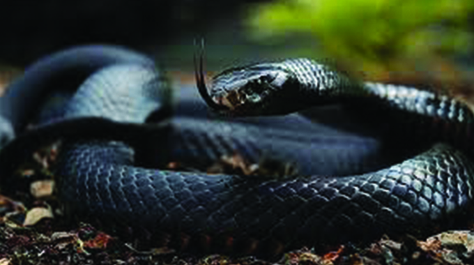 Insuza man survives mamba attack