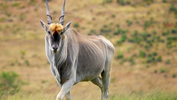 Pair arrested for poaching an Eland