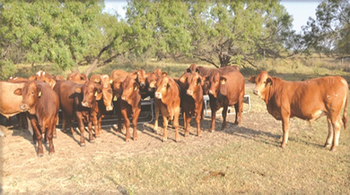 Livestock sector gains momentum towards $3.4bn target by 2025