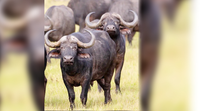 Human-wildlife conflict: Communities call for expedition of relief fund