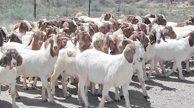 Pimply gut, its causes, effects and prevention in goats