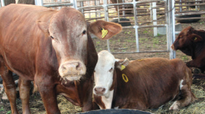 Repeat breeding, its causes and suggested solutions