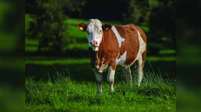 Calving ease: An important selection indicator for replacement heifers