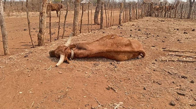 Fivet Animal Health responds to cattle deaths linked to their product