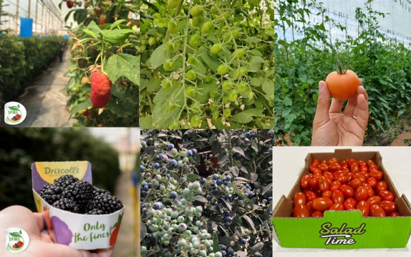 Vantage Capital concludes a â¬14.0m deal with Société de Production Maraîchère Samir S.A. (SPMS)