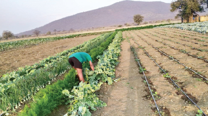 Insiza centre transforms agriculture landscape