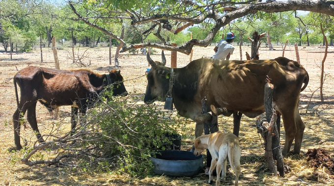 WATCH| Movable kraal rotation, game changer for Matobo farmers