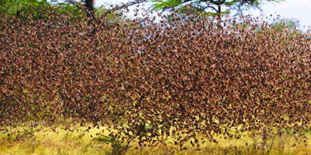 Quelea birds threaten winter wheat crop