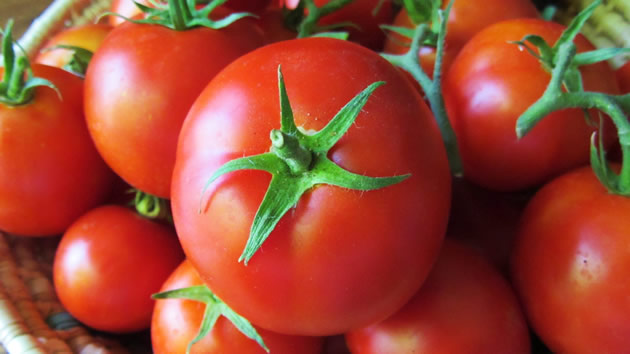 Solar-powered cold storage sustainable solution to post harvest losses