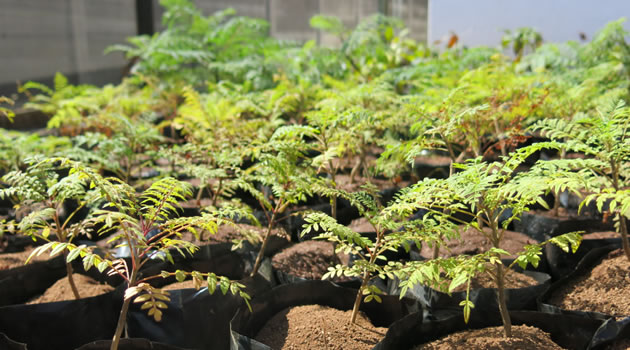Forestry Commission wants 25 million trees planted