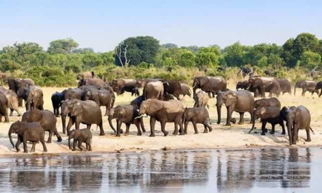 Zimbabwe’s elephant population balloons