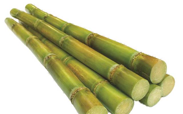 Strong growth in sugar, horticulture propel agric sector