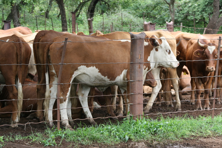 Of rising slaughter figures and push to grow the national herd!