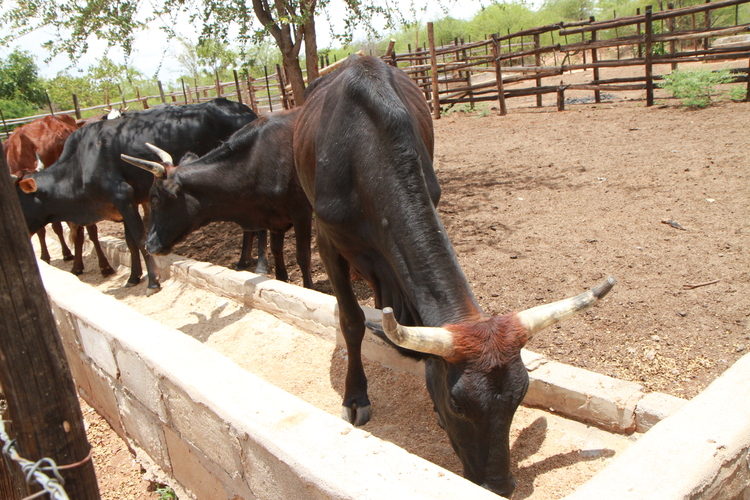 FAO intervention pays off for Chivi folks