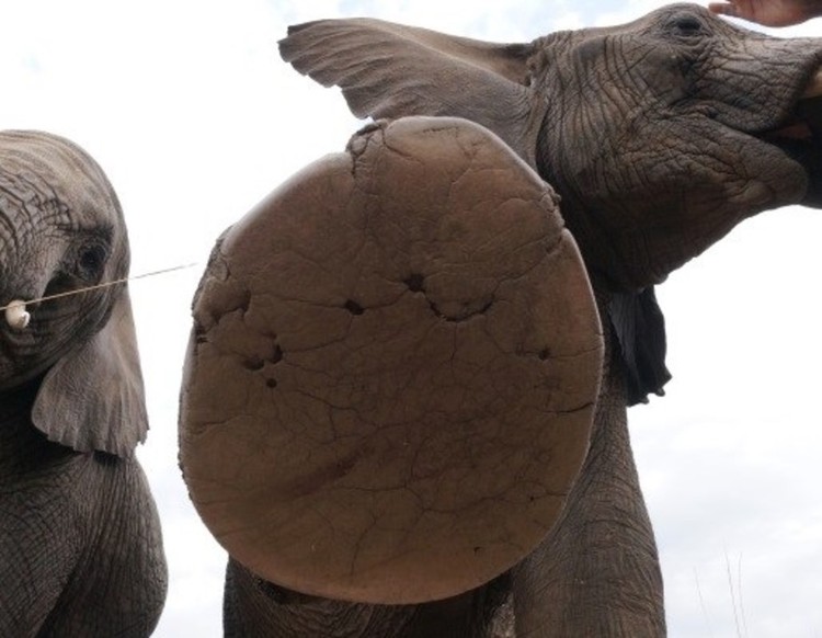 Jumbo tramples handler to death