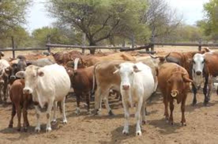 farmers turn lush pastures into lifeline for livestock