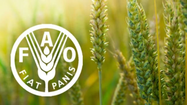 FAO helps farmers adopt drip irrigation
