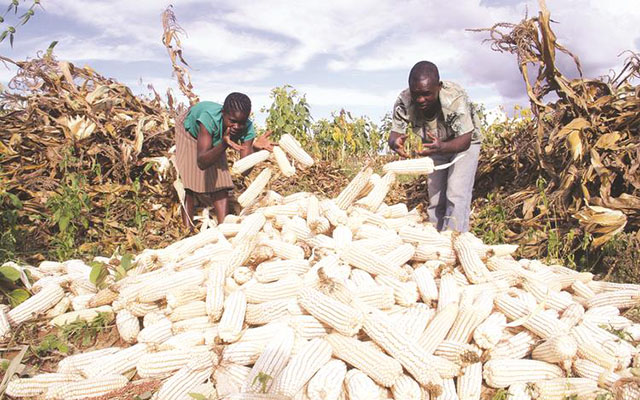 High moisture content affects maize harvesting