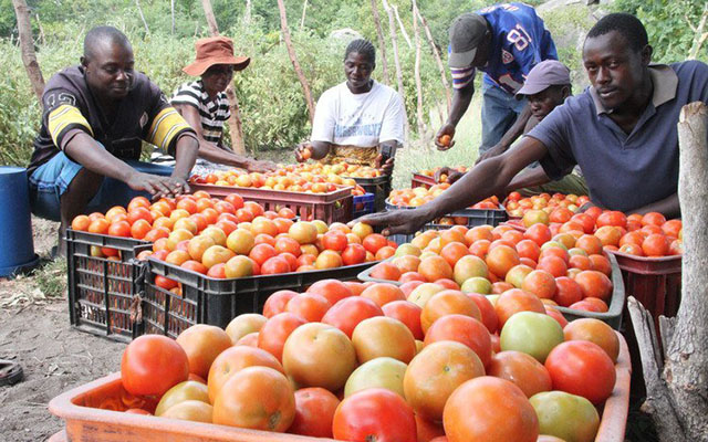 Agriculture Commodity Prices – Mbare Market 20 January 2025