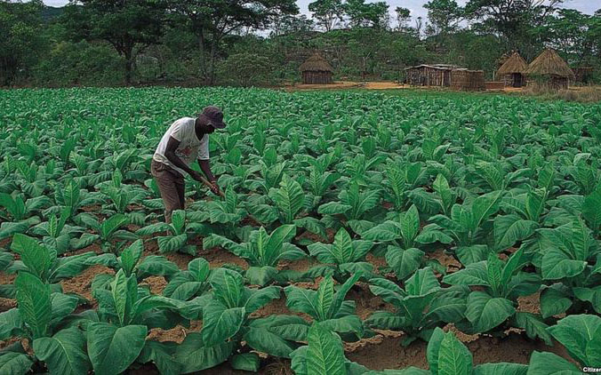 tobacco in europe Europe Proposes New Tobacco Rules