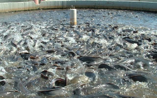 Fish health vital for profitable farming