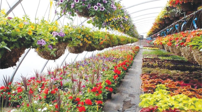 The sector, which includes fruits, vegetables, flowers, nuts, and plantation crops, is emerging as one of the fastest growing segments of Zimbabwe’s agricultural industry