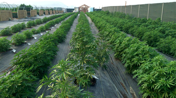 Call to help differentiate hemp from mbanje
