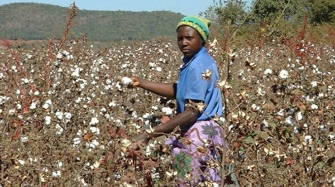 Cotton inputs scheme targets 520k households