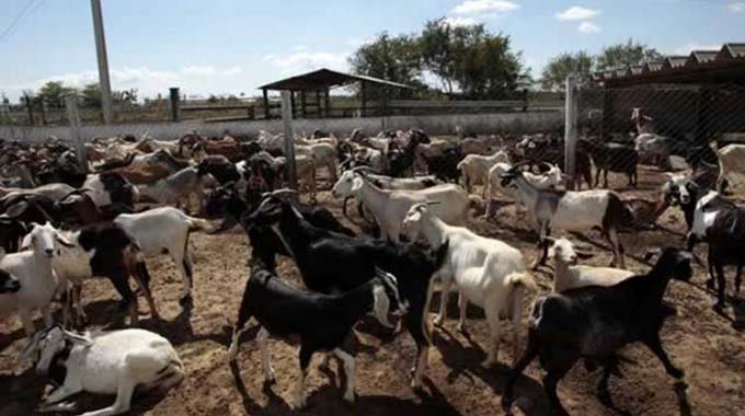 ‘Time to set up a goat industry board’