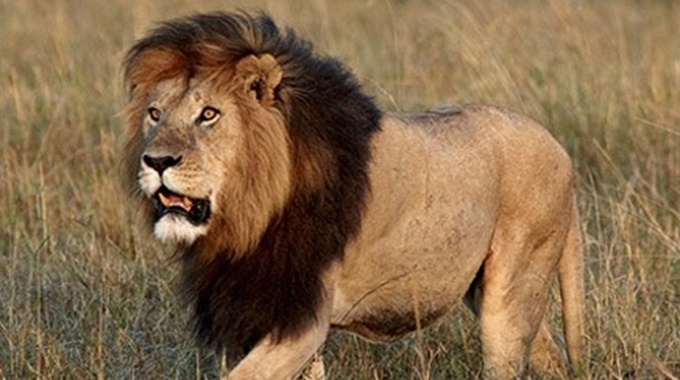 Cecil the Lion: Lessons unlearnt