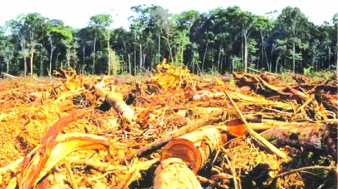 Forests suffer amid tobacco record-breaking euphoria
