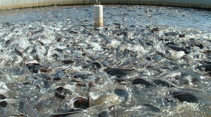 150 dams earmarked for fish farming
