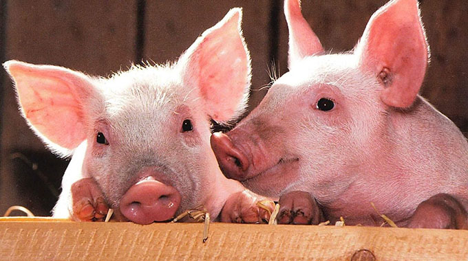 AgriTips – Mating in pigs