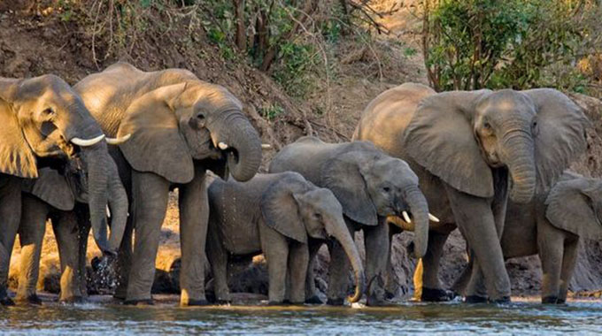 ZimParks reviews elephants management plan