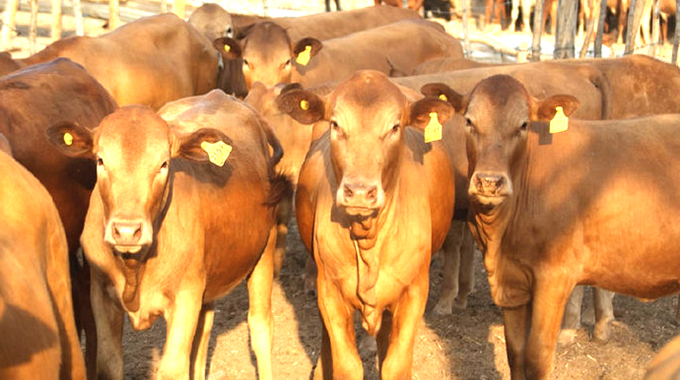 Livestock traceability facility launched