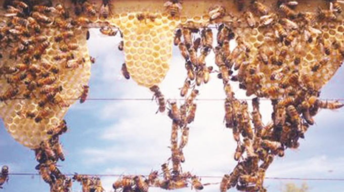 Processing plant benefits 700 beekeepers