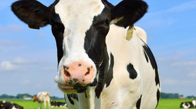 Bubi dairy farmer lauded for pioneering complete value chain in dairy production