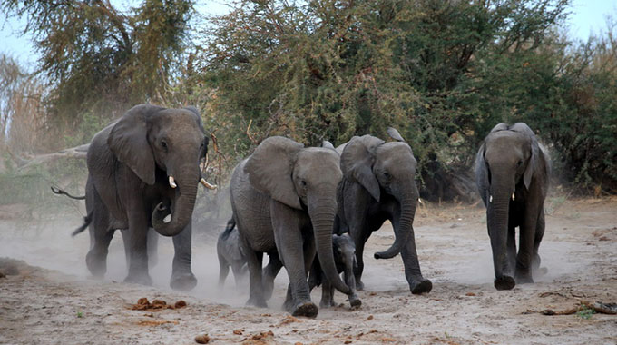Jumbo threat: Beitbridge calls in professional hunters