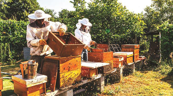 Zim partners Comesa to boost bee-keeping