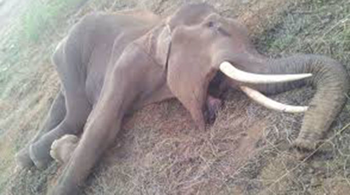 Botswana investigates 154 elephant deaths