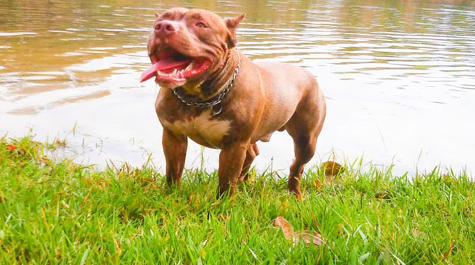 Nine-year-old girl killed by pit bull