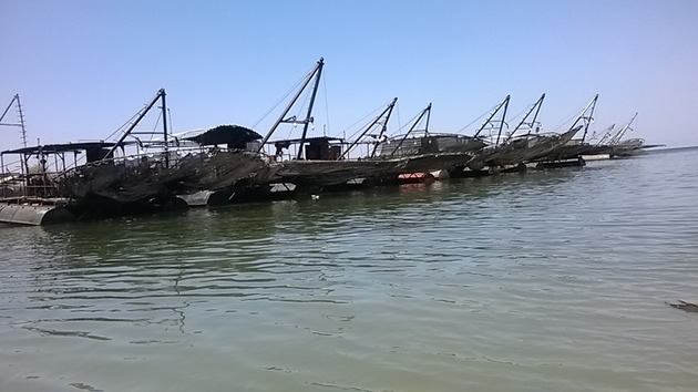 Fishing industry in crisis