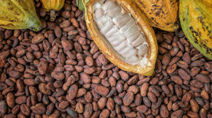 Cocoa from deforested land found in top countries